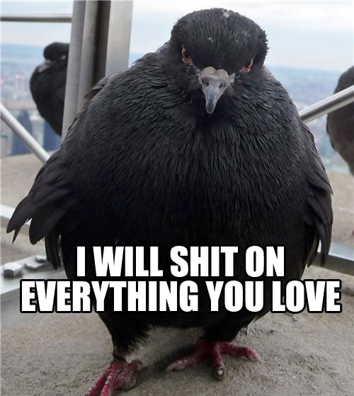 pigeon-poop